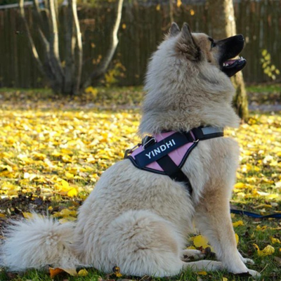 DogComfort | Wszystkie Psy Zasługują na Bezpieczną Uprząż!