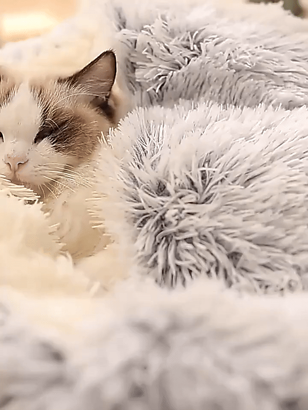 CozyCave | Znana Kanapa dla Kota i Psa