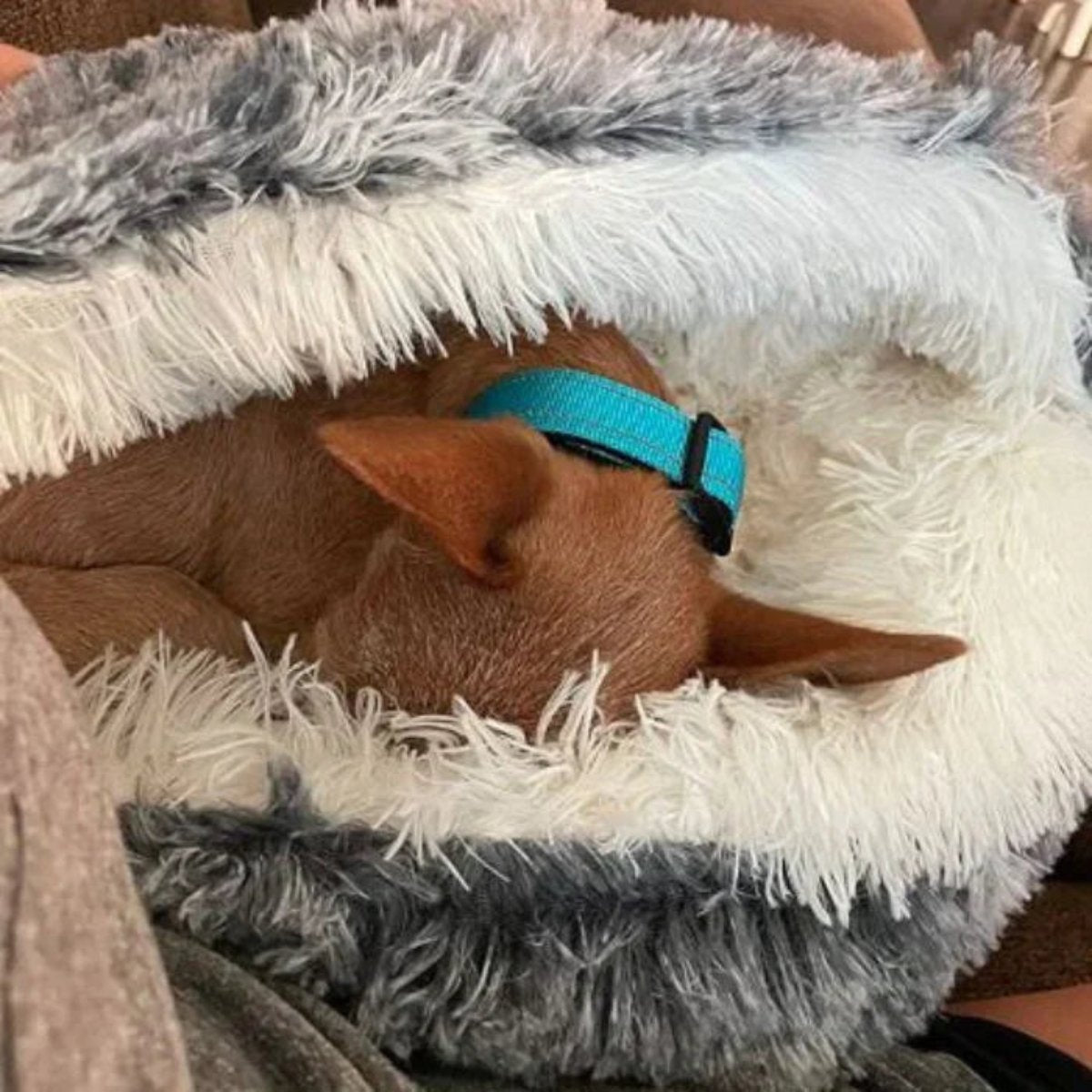 CozyCave | Znana Kanapa dla Kota i Psa